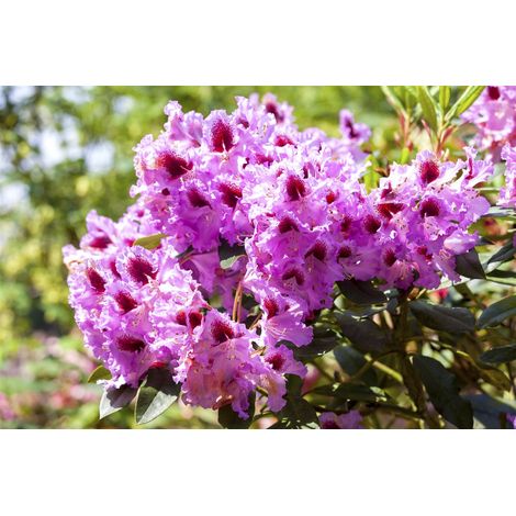 Rhododendron-Hybride 'Kabarett'® Rhododendron Hybr.'Kabarett' -R- C 5 30- 40 (1/5)