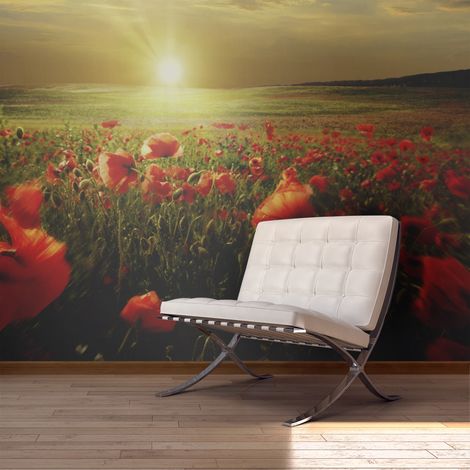Fotomurale - Campo di papaveri in mattinata - 450x270 (1/4)