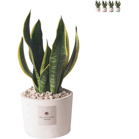 Pianta Sansevieria da interno in vaso cementino Paola Rolando Flora - Bianco (1/3)