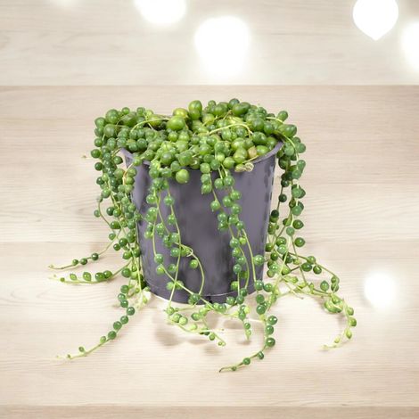 Gardenaria Senecio rowleyanus - Pianta da interno ornamentale - Altezza: 15 cm (vaso 11) (1/5)