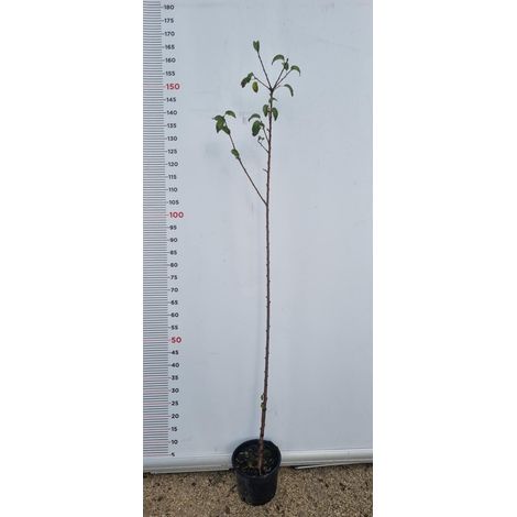 PIANTA DI PRUNUS MAHALEB IN VASO 18 CM (foto reale) CILIEGIO CANINO