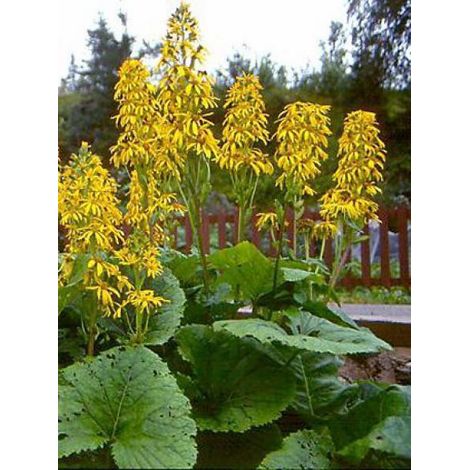 Ligulaire 'Gregynog Gold' Godet de 8/9 cm