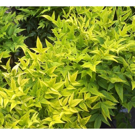 Nandina in Vaso da 19cm