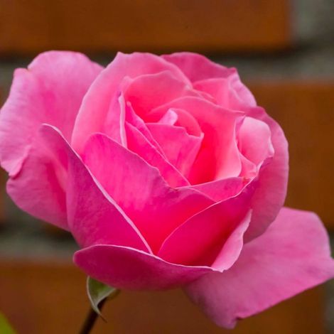 Pépinières Naudet – Rosier 'Queen Elizabeth' – Arbuste caduc – Fleurs roses remontantes – Hauteur 1m – Exposition ensoleillée – Rusticité jusqu'à -15°C