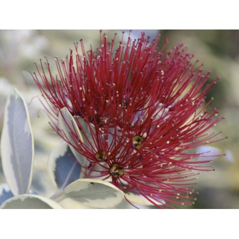 Metrosideros Excelsus Variegata