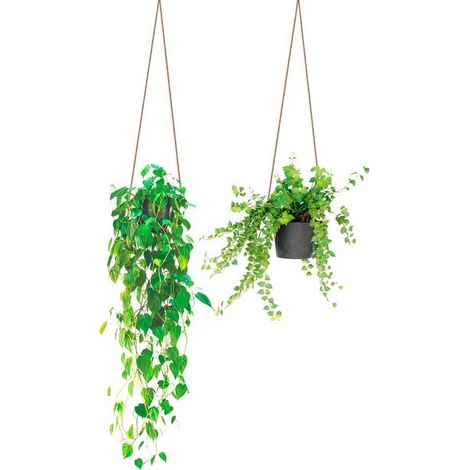 Autocollant Mural Suspensions Plantes (1/2)