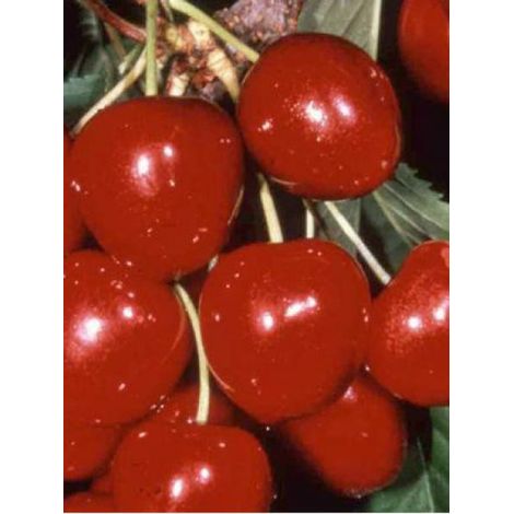Cerisier 'Sunburst' Pot de 7,5L/10L, Demi-Tige (1/2)