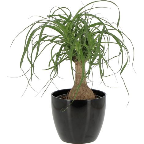 Beaucarnea Nolina Recurvata con Vaso in Ceramica Pianta Mangiafumo - H 30-40 cm Vaso Ø 14 cm