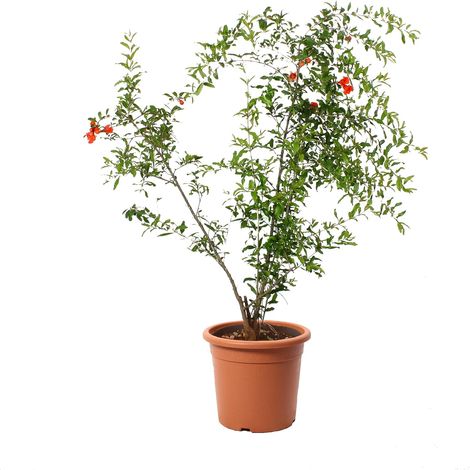 Pianta di Melograno in Vaso - Punica Granatum - Piante Vere da Frutto - Pianta da Esterno da Giardino - H 180-190 cm Vaso Ø 30 cm (1/3)