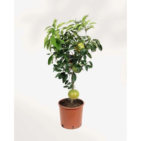 Pomelo Pummelo "Citrus maxima" pianta innestata in vaso ø20 cm h 100/120 cm Agrumi di Sicilia Made in Italy (1/5)