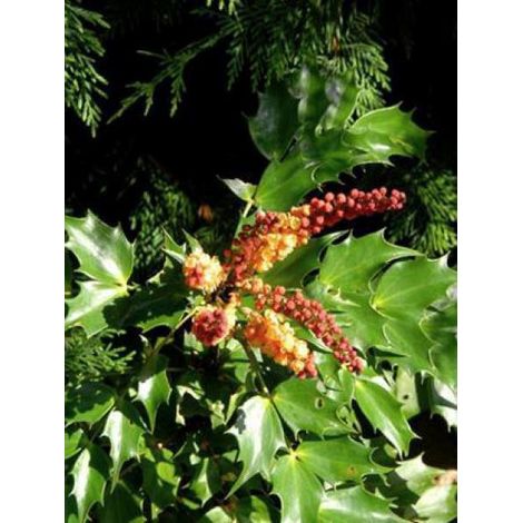 Mahonia 'Cabaret' Pot de 2L/3L