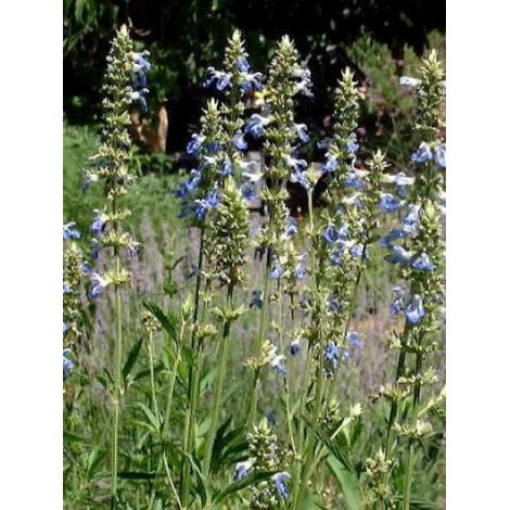 Sauge uliginosa 'African Skies' Godet de 8/9 cm