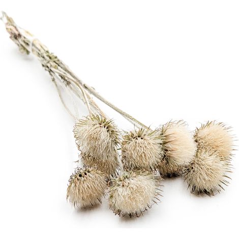 Cardo de montaña - (Cardo di montagna) - Blanco natural (1/5)