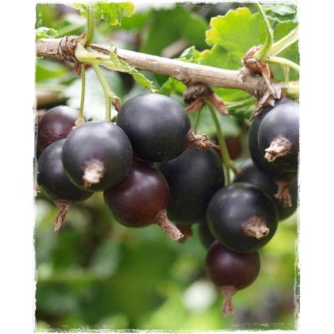 Pianta di Jostaberry (incrocio ribes nero-uva spina) foto reali H 150 cm