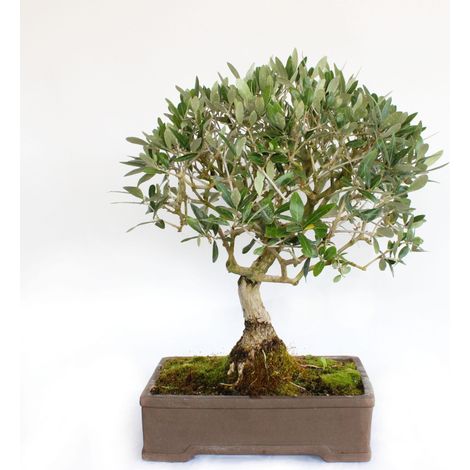 Bonsai Olea Europaea - Bonsai Ulivo - H 55-65 cm Vaso Ø 35 cm