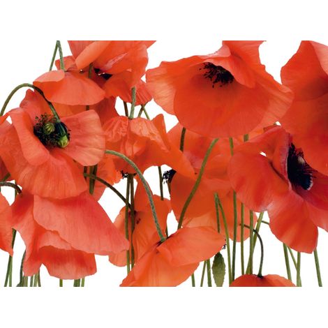 papier peint panoramique fleurs rouge - Sanders & Sanders (1/4)