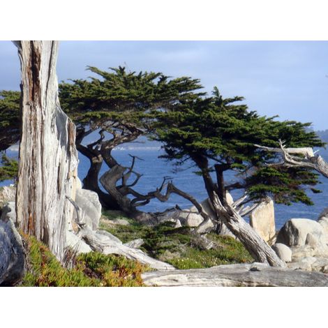 Cupressus macrocarpa - cipresso di Monterey, cipresso limonato - alveolo forestale (1/2)