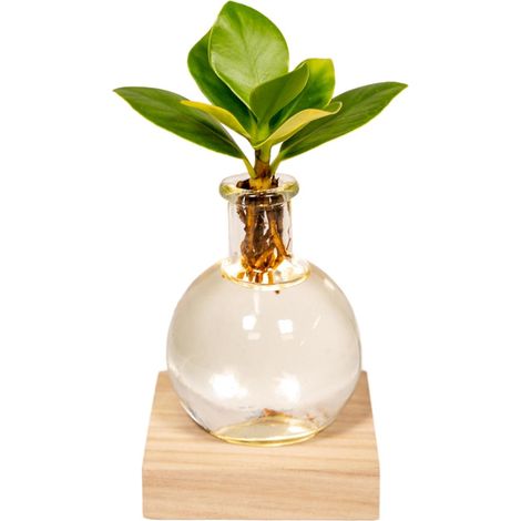 Plante Verte Clusia en Hydroponie dans Verre avec Éclairage LED - Ø 4 cm x 10 cm - PANGIVO (1/5)