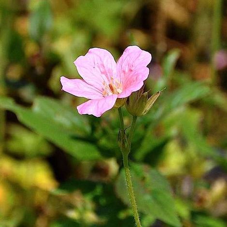 4 x Géranium vivace d'Endress 'Wargrave Pink' - godet 9x9 cm (1/4)