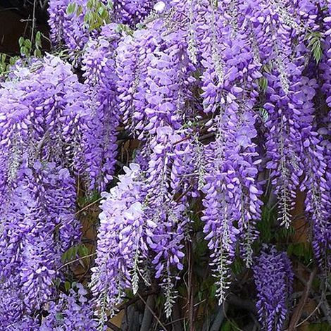 Glycine de chine - Wisteria sinensis 'Prolific' - 50-60 cm pot