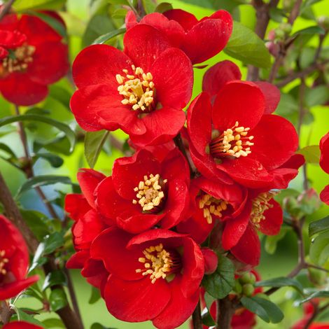 Cognassier du Japon 'Nicoline' - 30-40 cm pot
