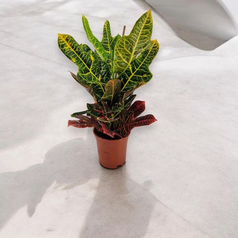 Gardenaria Codiaeum variegatum 'Excellent' - Pianta da interno ornamentale - Altezza: 65 cm (vaso 19) (1/5)