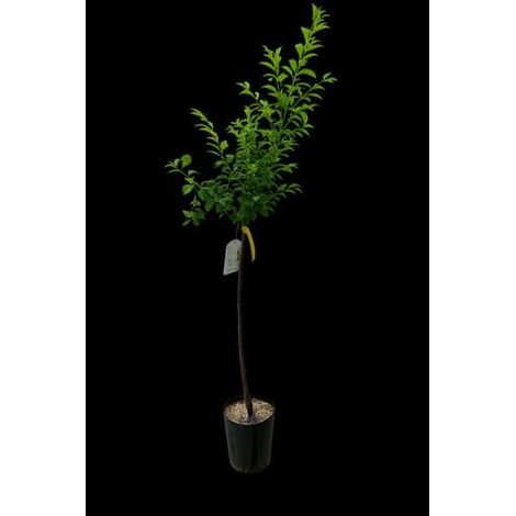 1 plant /tree (approx 1m) - Prunus (black amber plum)
