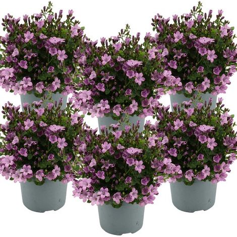 Lot de 6 - Campanules Ambella roses - Couvre-sol - Plantes de jardin - Rustiques - Sans danger pour les animaux - Hauteur : 10-20 cm - Pot : 10,5 cm (1/5)