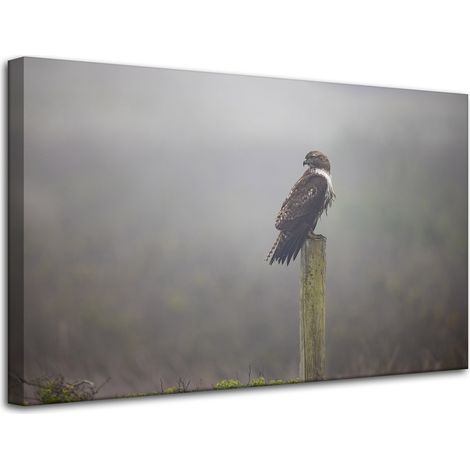 Leinwanddruck Tiere Vogel Falke 80x50 cm