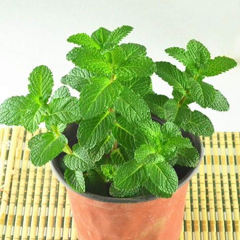 Graines de menthe verte 30 pièces Mentha spicata thé aux herbes de menthe citron colibri comestible biologique facile à cultiver des graines de plantes pour la plantation de jardin cour maison (1/5)