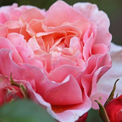 Rosier ancien Dames de Chenonceau® 'Delpabra'/Pot de 5L - Touffe