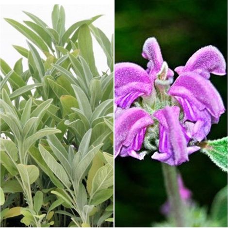 Planta de Matagallo Phlomis Purpurea