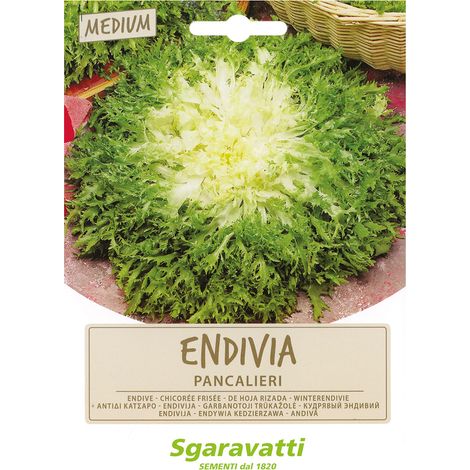 SEMI PER ORTAGGI E VEGETALI endivia riccia Pancalieri Q.TA 20 endivia riccia Pancalieri