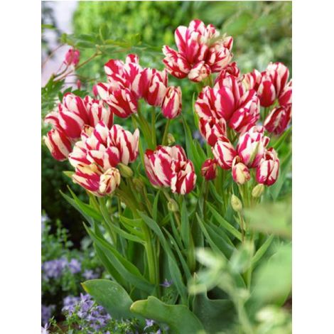 Tulipe pluriflore 'Flaming Club' Bulbe calibre 11+ (par 6) (1/2)