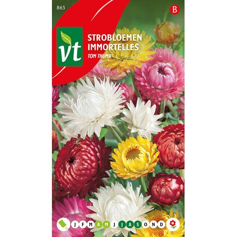 Immortelles Tom Thumb - Ca. 0,75 gr (Livraison Gratuite) (1/2)