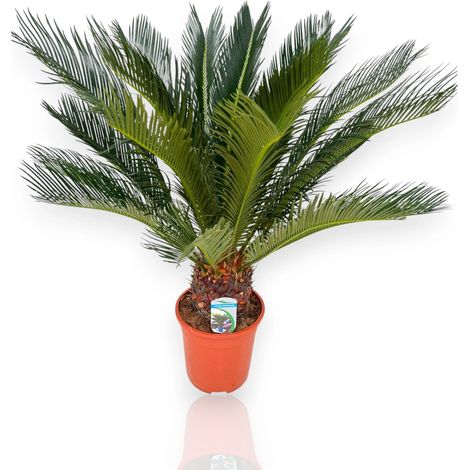 Gardenaria Cycas revoluta - Pianta da interno ornamentale - Altezza: 80 cm (vaso 21)