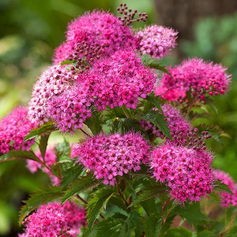 Spirea Double Play Artist in Vaso da 18cm