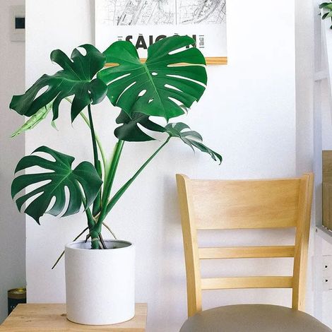 1 PIANTA DI MONSTERA DELICIOSA VASO 21CM da interno