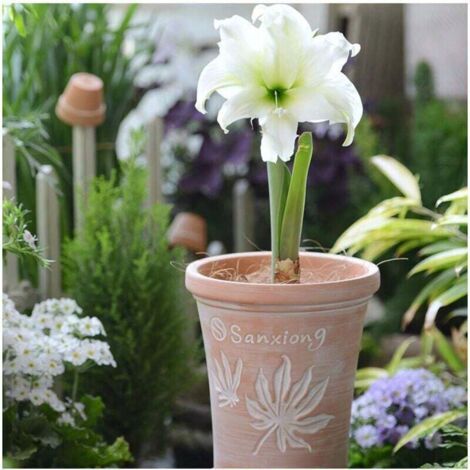 QORVA-1 pot de fleurs en terre cuite de style vintage avec motif de lotus en relief - pot respirant pour une utilisation intérieure/extérieure, parfait pour la décoration de balcon ou de jardin, compr