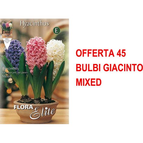 BULBI AUTUNNALI OFFERTA 45 BULBI GIACINTO MIXED BULS BULBES