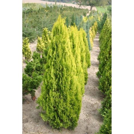 Thuya d'orient Pyramidalis Aurea, Thuja orientalis/Pot de 7,5L - 60/80 cm
