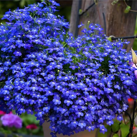 10000 Graines Thym Serpolet Bleu – Tapis Végétal Résistant, Couvre-Sol Idéal Allées & Jardin Sec (1/4)