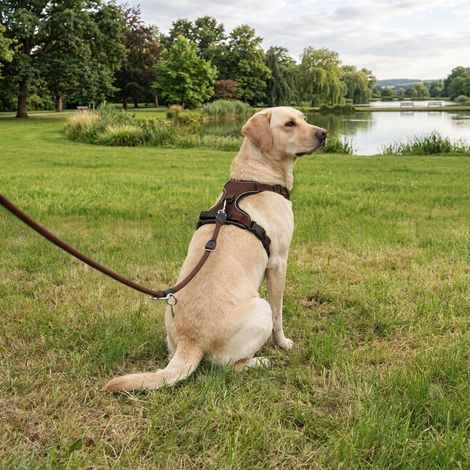 belviona Anti-Zug Hundegeschirr, gepolstertes Y-Geschirr für Hunde mit Kontrollgriff, reflektierend & verstellbar, Größe L, braun (1/5)