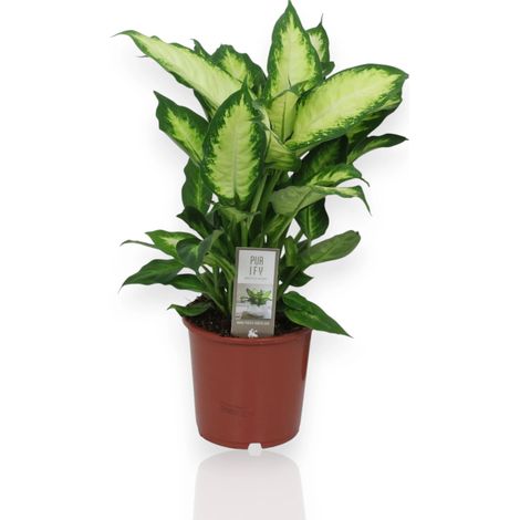 Gardenaria Dieffenbachia 'Camilla' - Pianta da interno ornamentale - Altezza: 35 cm (vaso 17) (1/5)