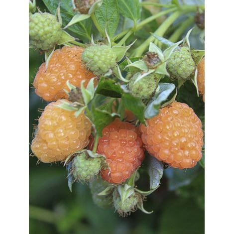 Framboisier Little Orangelina' Pot de 1,5L/2L