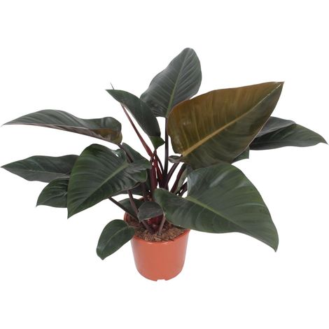 Philodendron Congo Red - Plante d'intérieur Décorative - Feuillage Rouge et Vert - Ø27 cm H80 cm - PANGIVO (1/4)