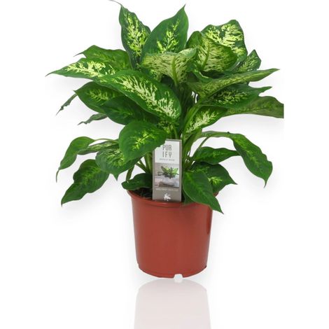 Gardenaria Dieffenbachia 'Compacta' - Pianta da interno ornamentale - Altezza: 50 cm (vaso 19) (1/5)