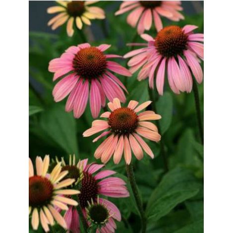 Rudbeckia pourpre 'Summer Cocktail'® Godet de 8/9 cm (1/2)