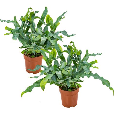 Bloomique - Lot de 2 - Phlebodium Blue Star - Fougère bleue - Plante d’intérieur - Dépolluante - Pet Friendly - 20-30 cm de Haut - Pot 12 cm