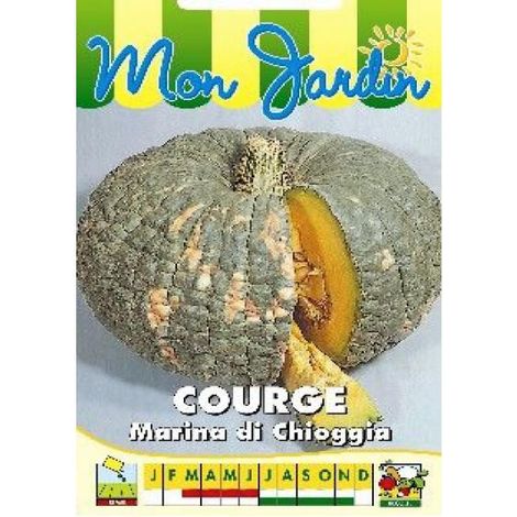 Potiron 'Marina di Chioggia' le sachet de 8  10 graines (3g) (1/2)